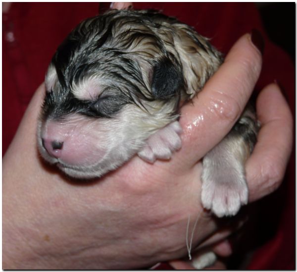 Welpen E Wurf 076.jpg